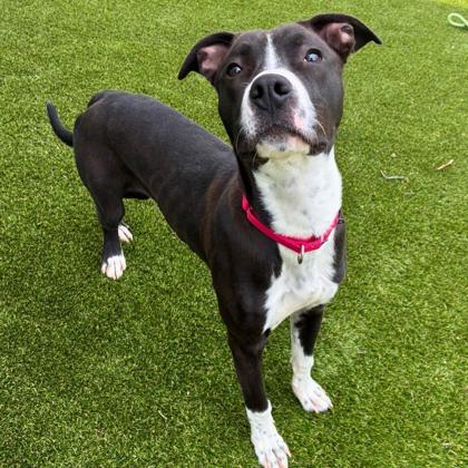 Enlarge Tito, a Adoptable mixed breed in Gastonia, NC image 1/3