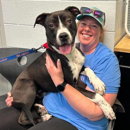 Enlarge Tito, a Adoptable mixed breed in Gastonia, NC image 2/3