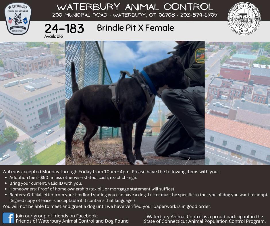 24-183, Adult Female Pit Bull Terrier