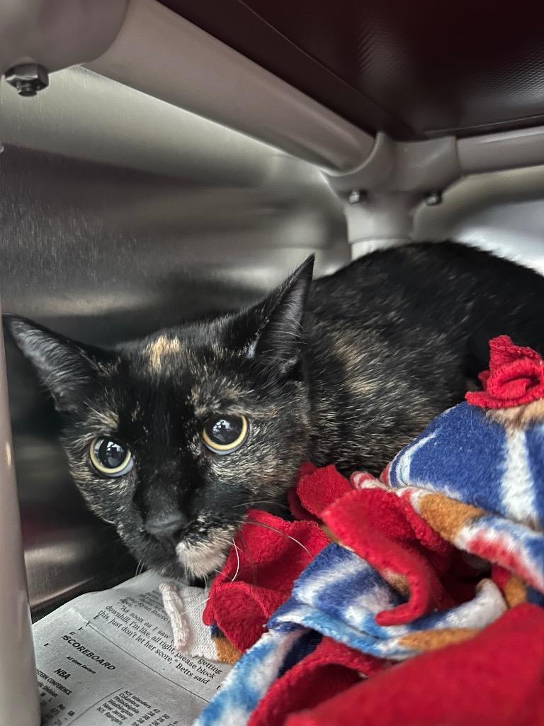 Enlarge Speckles, a Adoptable mixed breed in Detroit, MI image 2/2