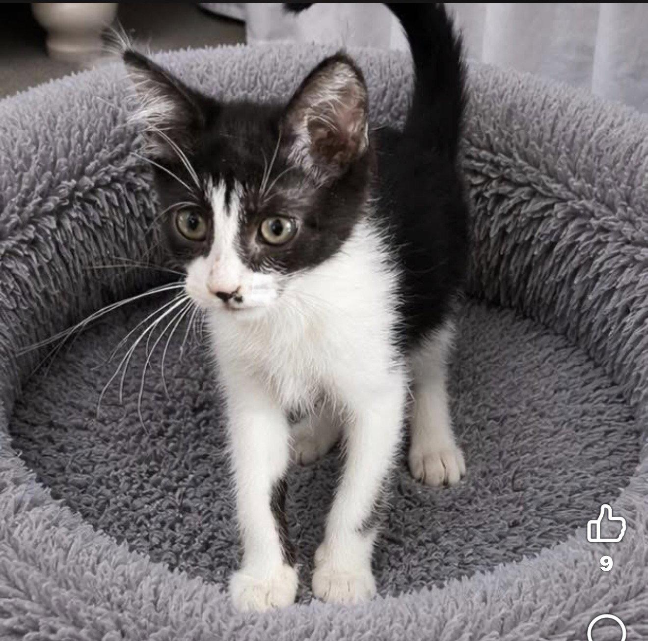 Dasha, Adoptable, Kitten Female Domestic Short Hair.