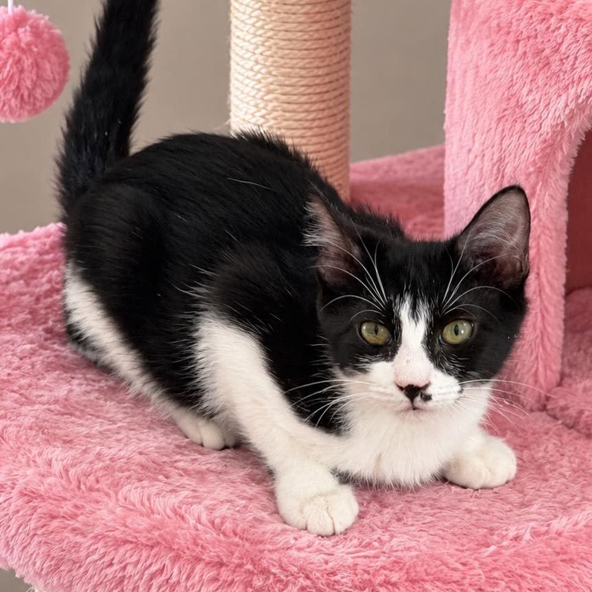Enlarge Dasha, a Adoptable Domestic Short Hair in Grand Bay, AL image 2/2