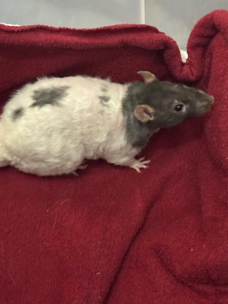 Thing, Adoptable, Young Male Rat.