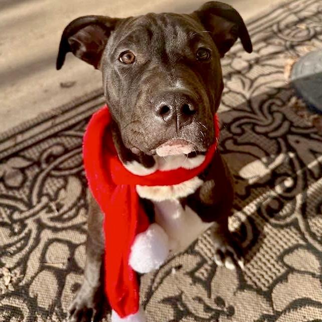 Enlarge Buck, a ADOPTABLE mixed breed in Mead, CO image 2/5