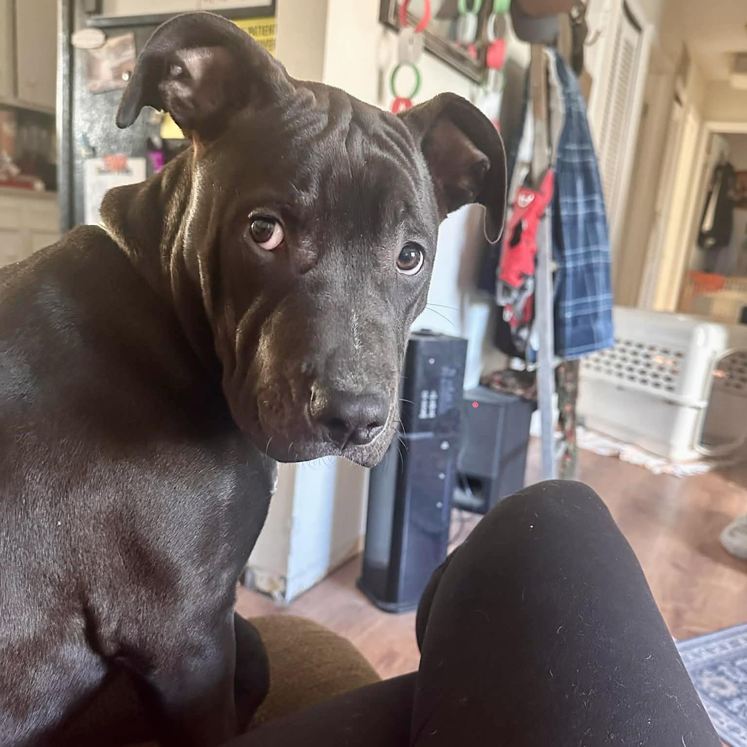Enlarge Buck, a ADOPTABLE mixed breed in Mead, CO image 3/5