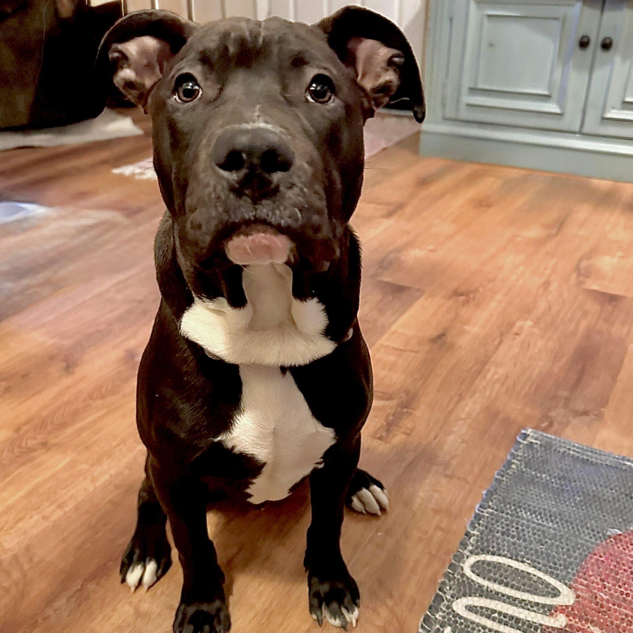 Buck, ADOPTABLE, Puppy Male Pit Bull Terrier.