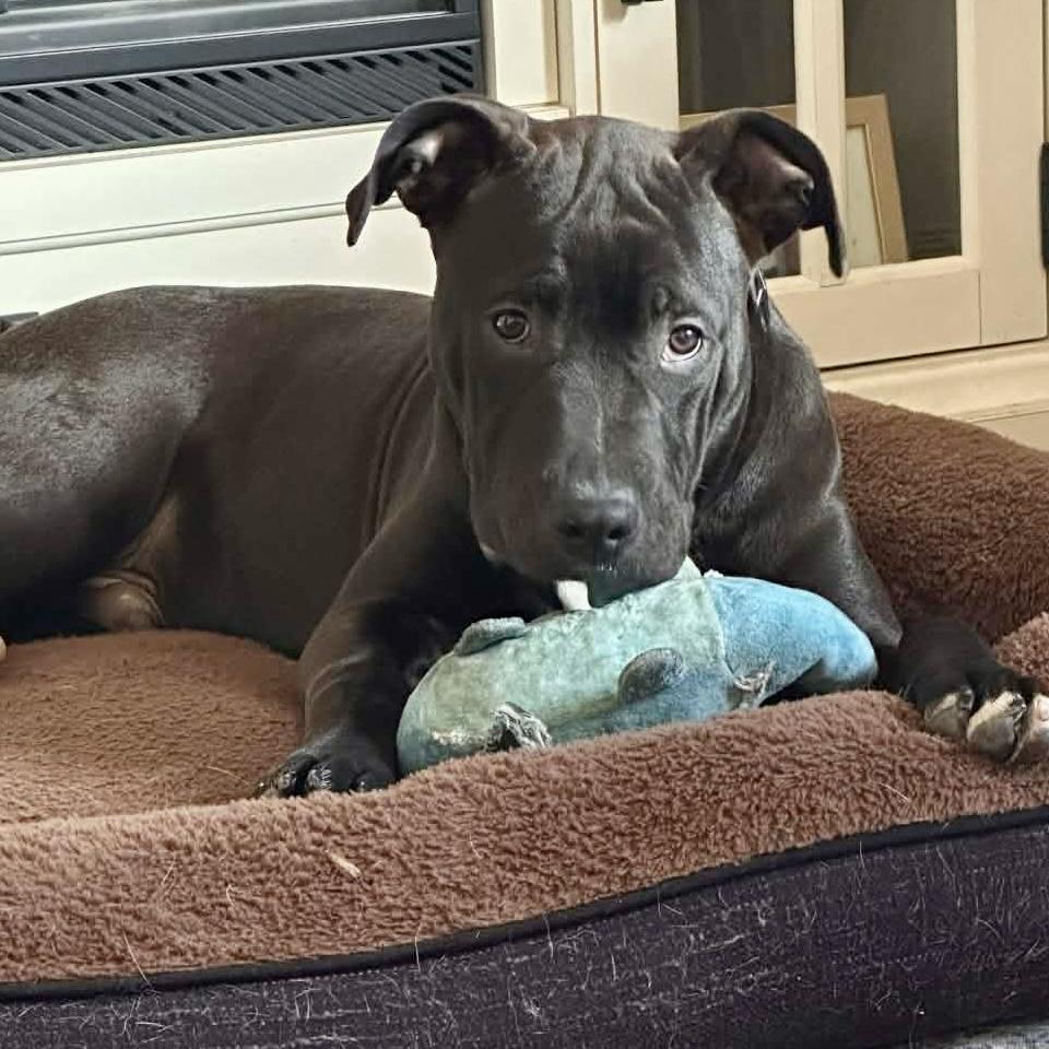 Enlarge Buck, a ADOPTABLE mixed breed in Mead, CO image 4/5