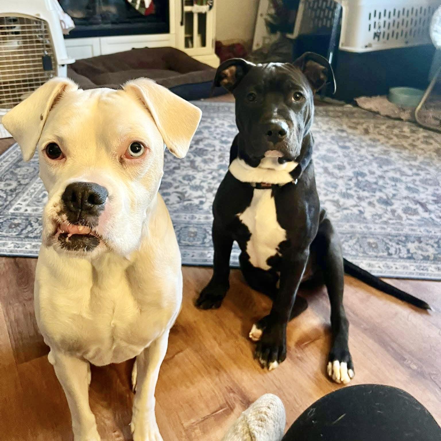 Enlarge Buck, a ADOPTABLE mixed breed in Mead, CO image 5/5