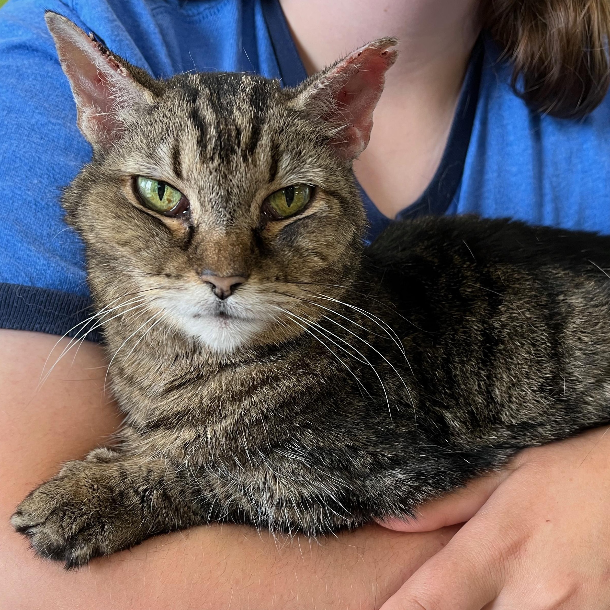 Allie, a Adoptable Domestic Short Hair in Richmond, KY image 1/6