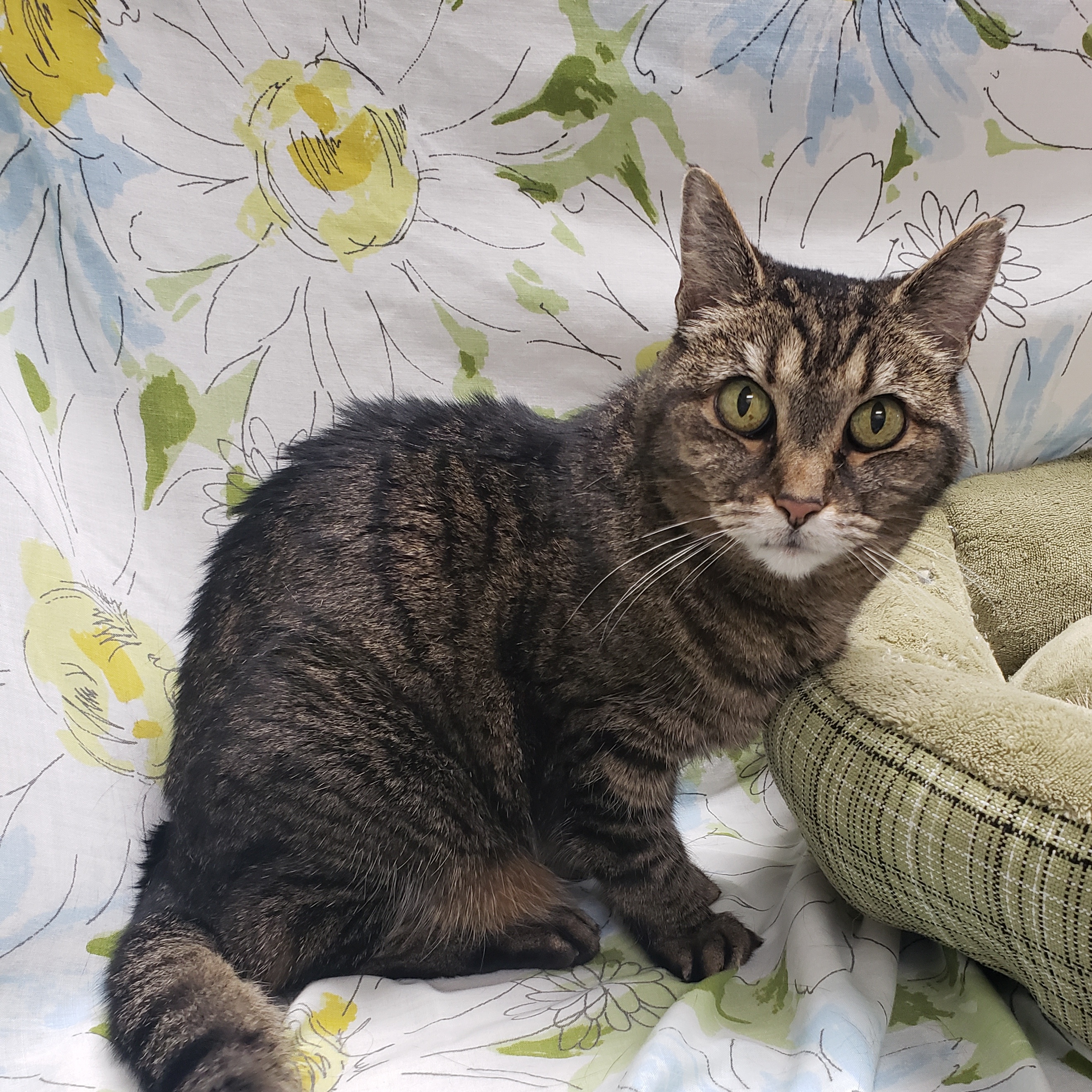 Allie, a Adoptable Domestic Short Hair in Richmond, KY image 5/6