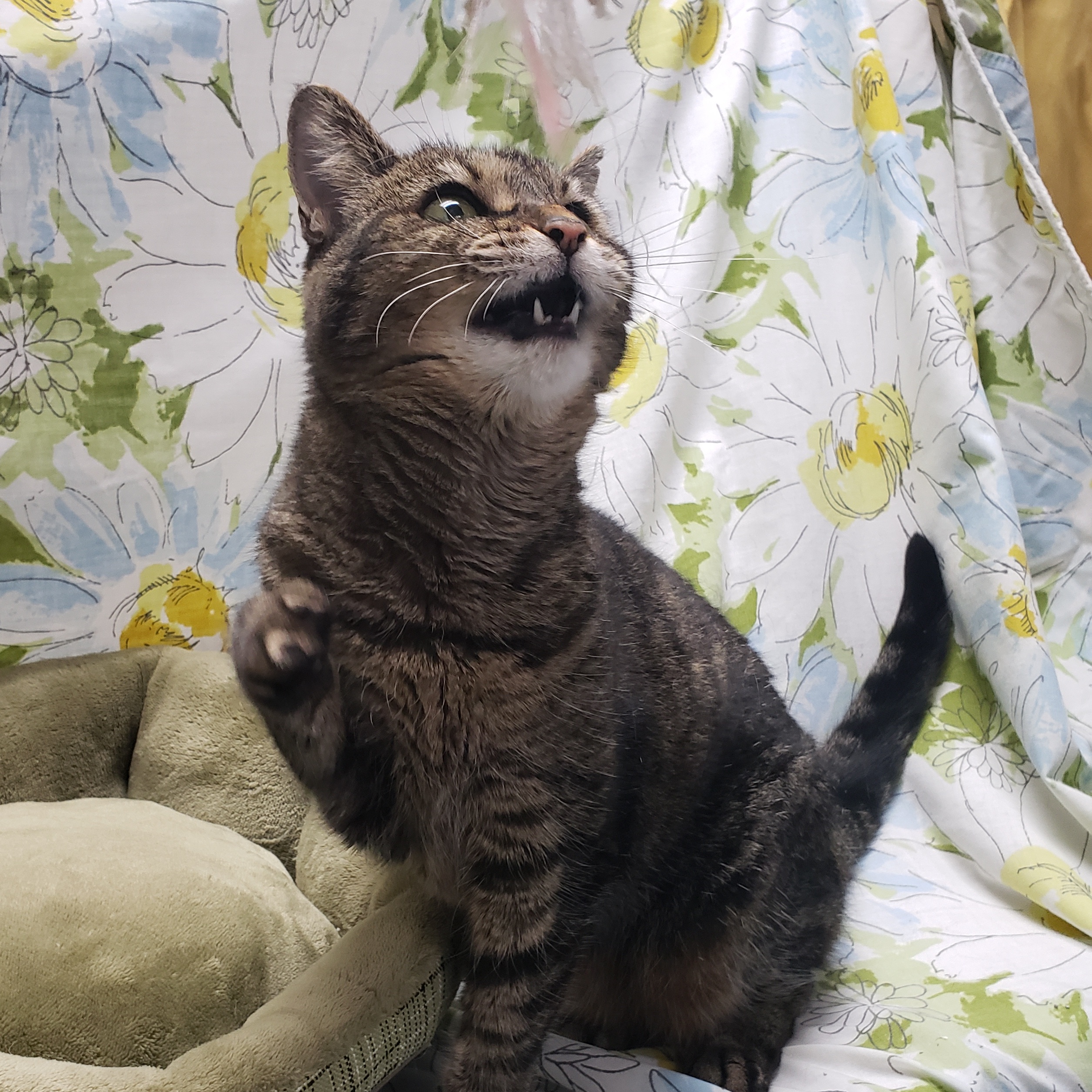 Allie, a Adoptable Domestic Short Hair in Richmond, KY image 4/6