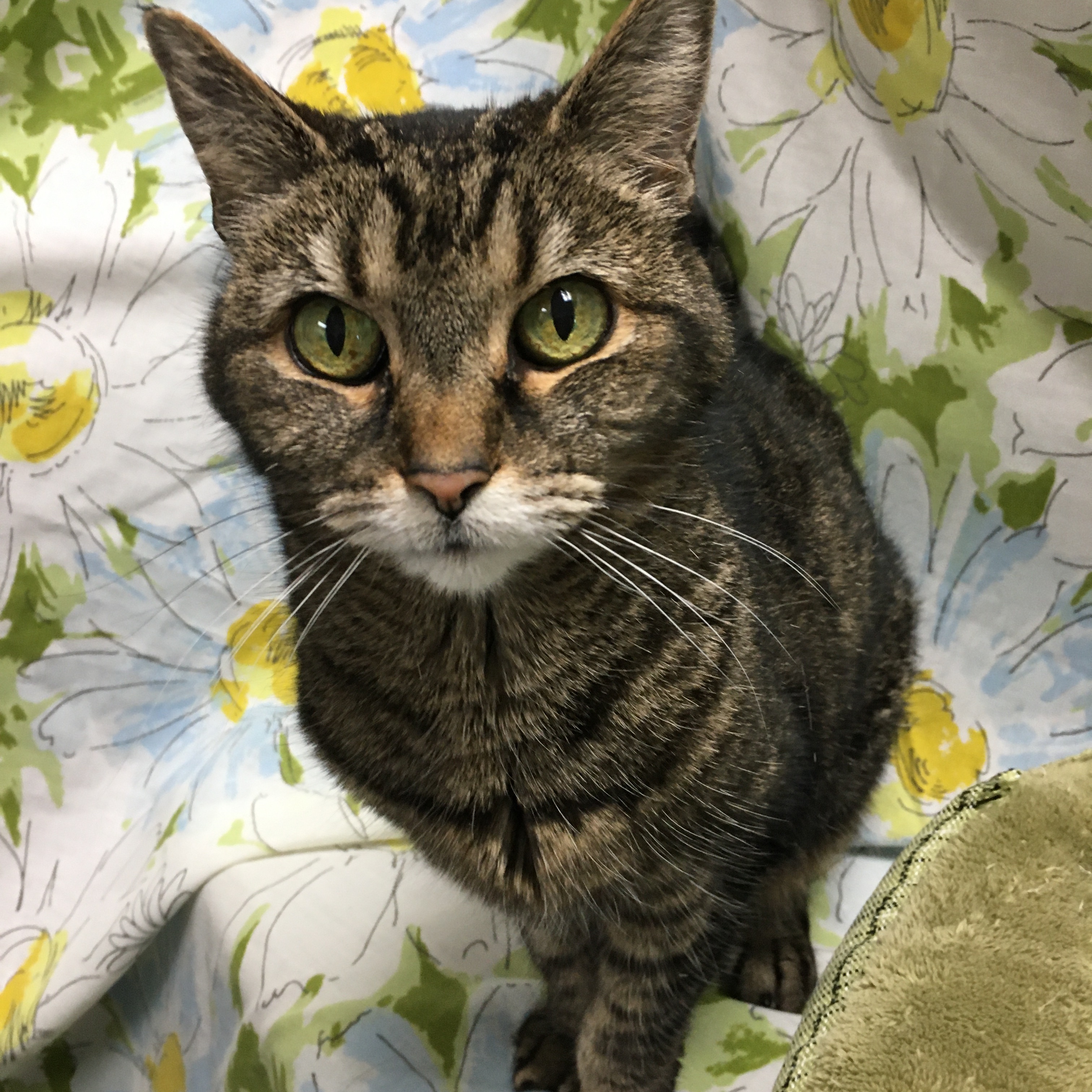 Allie, a Adoptable Domestic Short Hair in Richmond, KY image 2/6