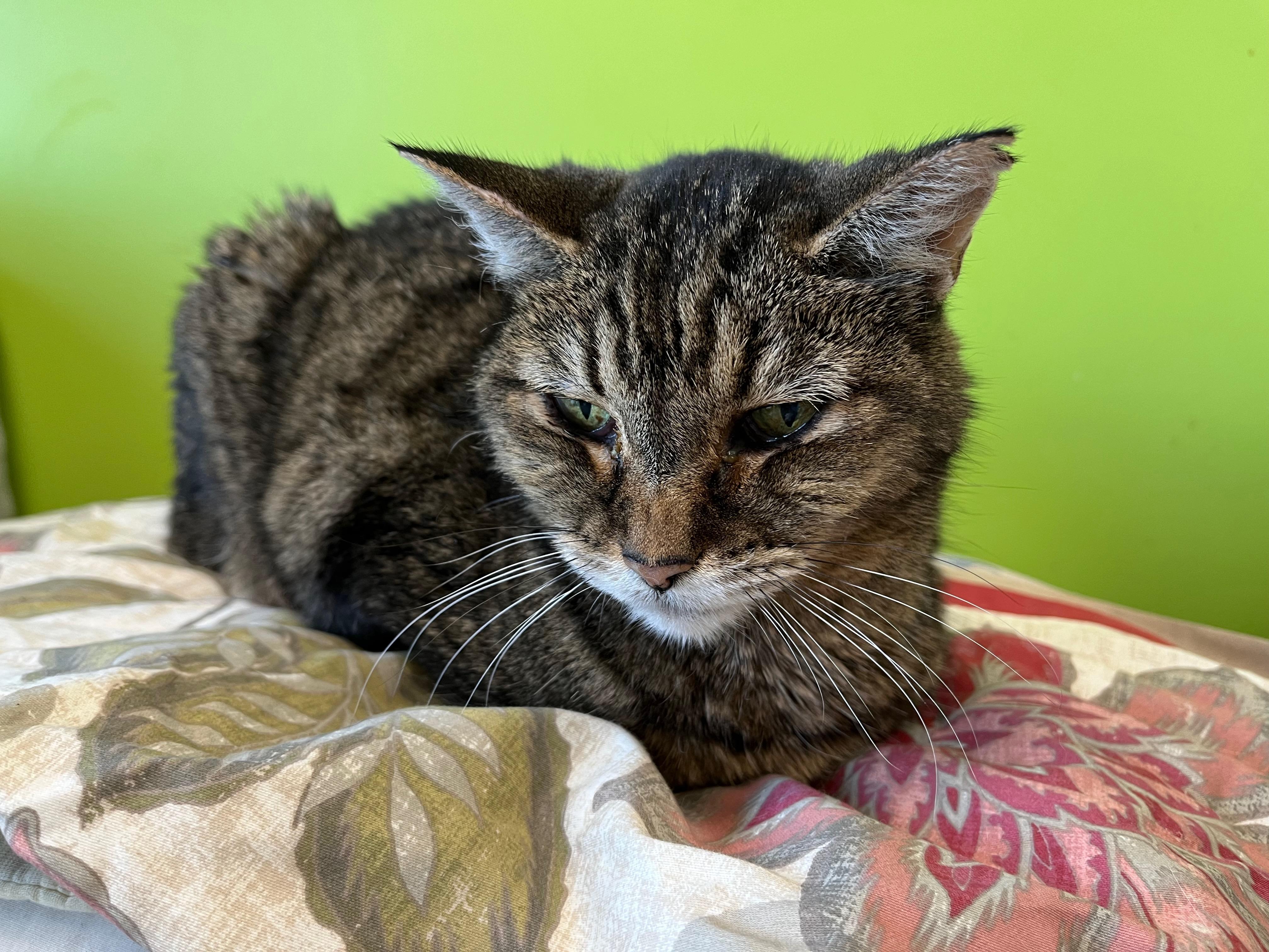 Allie, a Adoptable Domestic Short Hair in Richmond, KY image 3/6