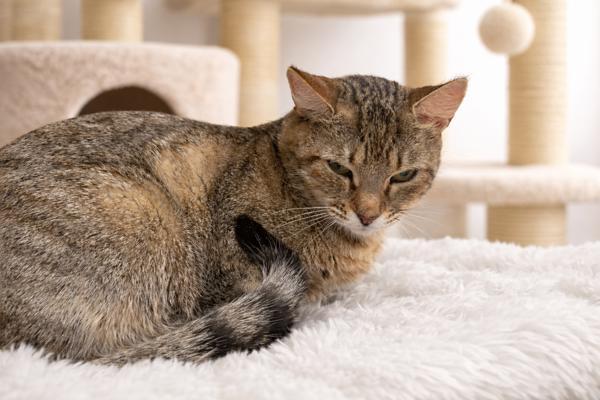 Zula, Adoptable, Adult Female Domestic Short Hair.