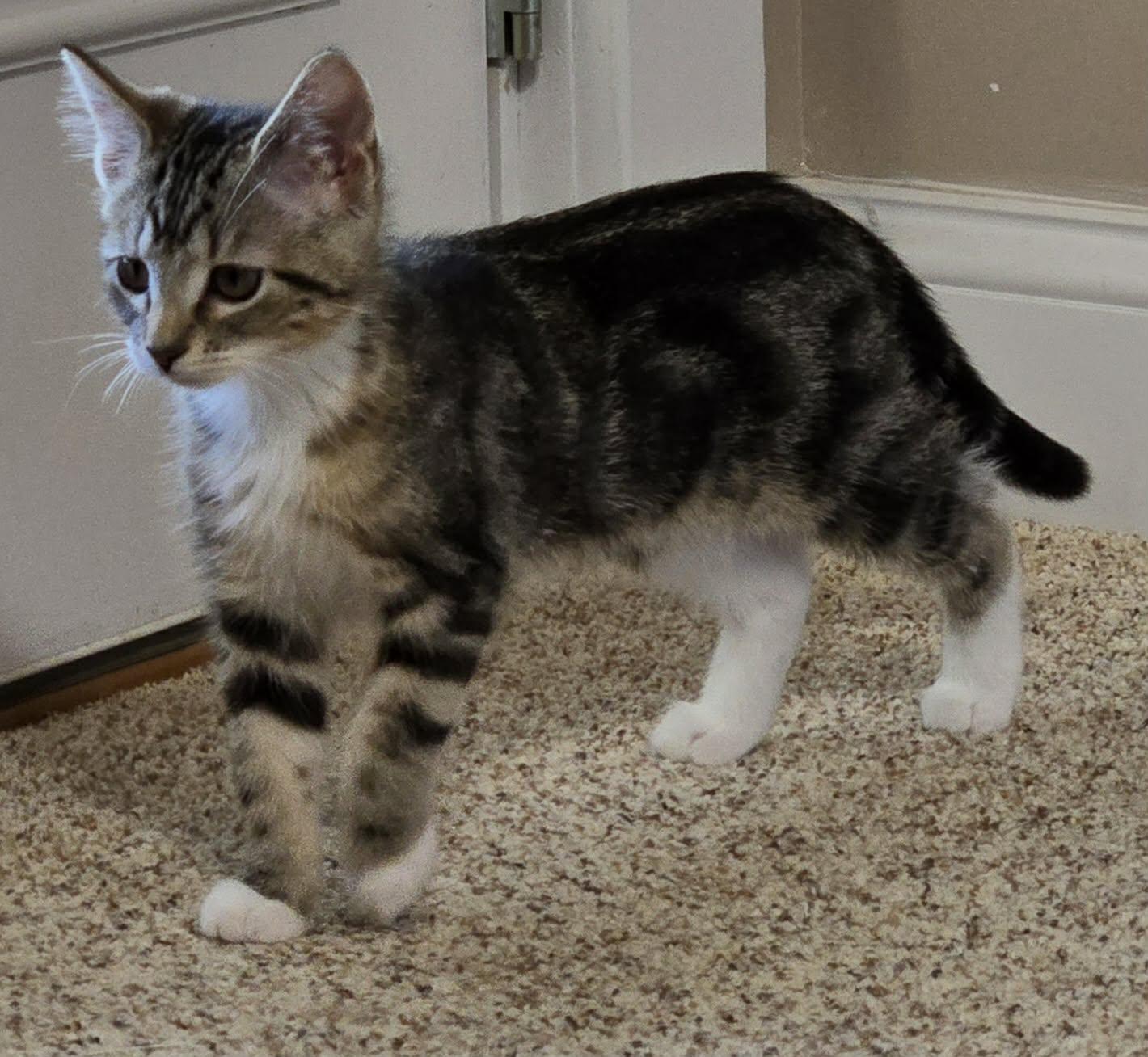 Enlarge Elote, a Adopted Domestic Medium Hair in Saint Charles, MO image 3/5