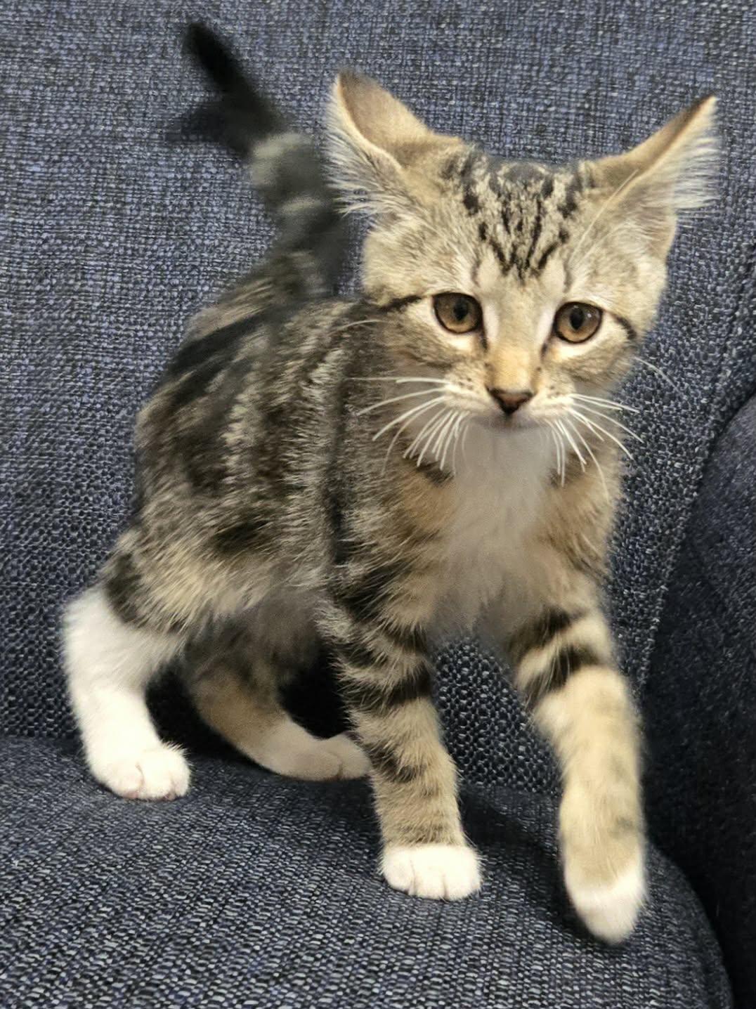 Enlarge Elote, a Adopted Domestic Medium Hair in Saint Charles, MO image 2/5