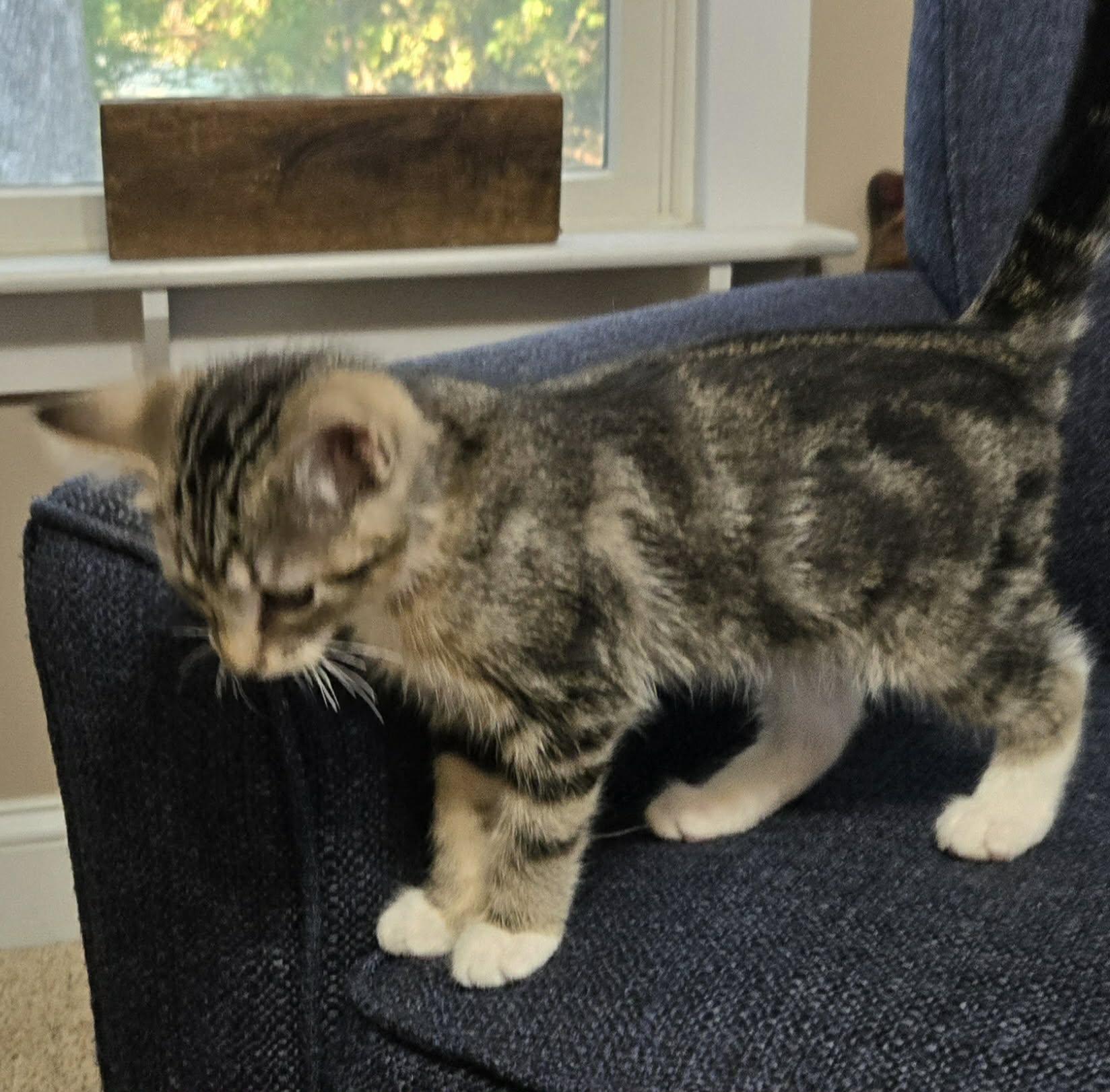 Enlarge Elote, a Adopted Domestic Medium Hair in Saint Charles, MO image 5/5