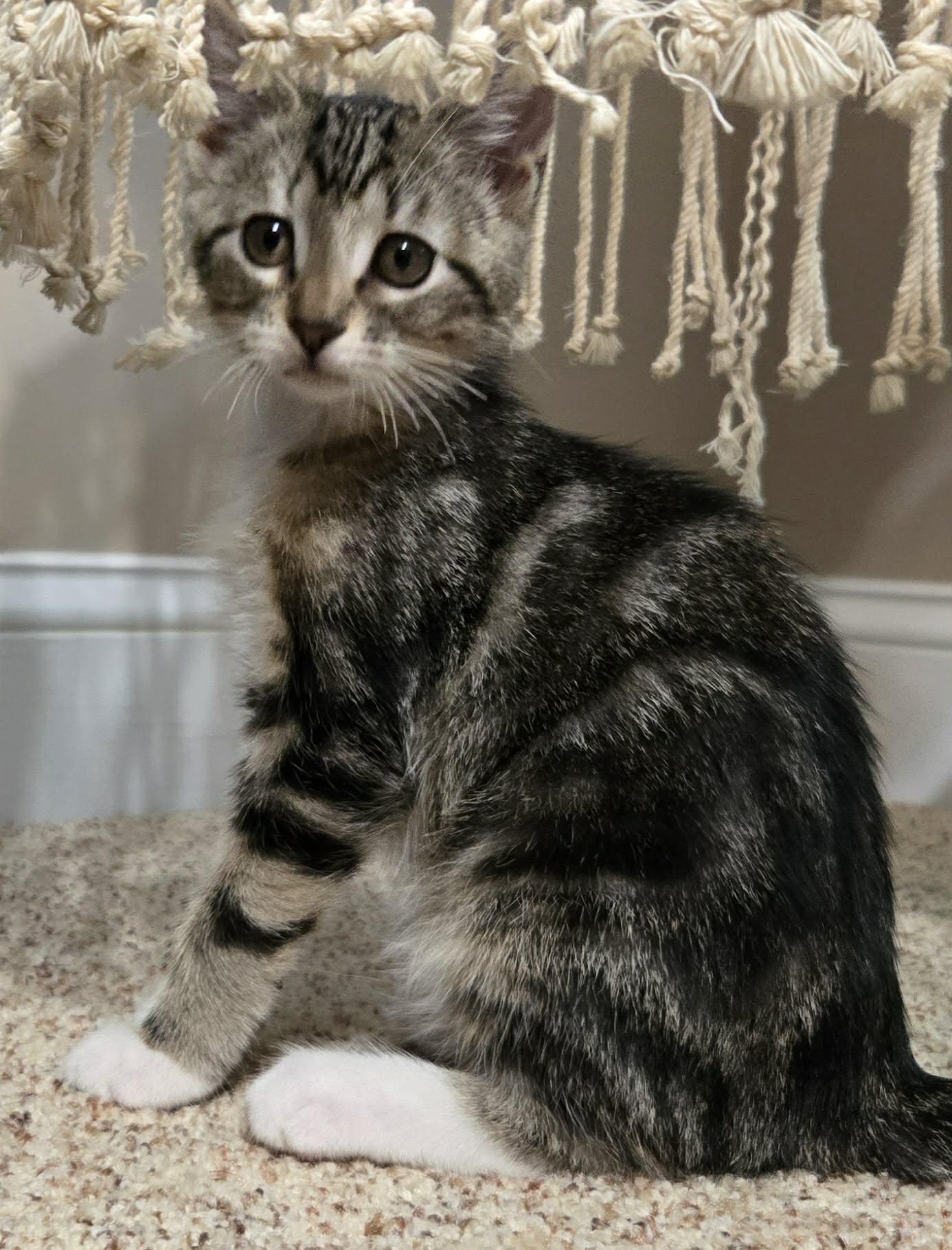 Elote, Adopted, Kitten Female Domestic Medium Hair.
