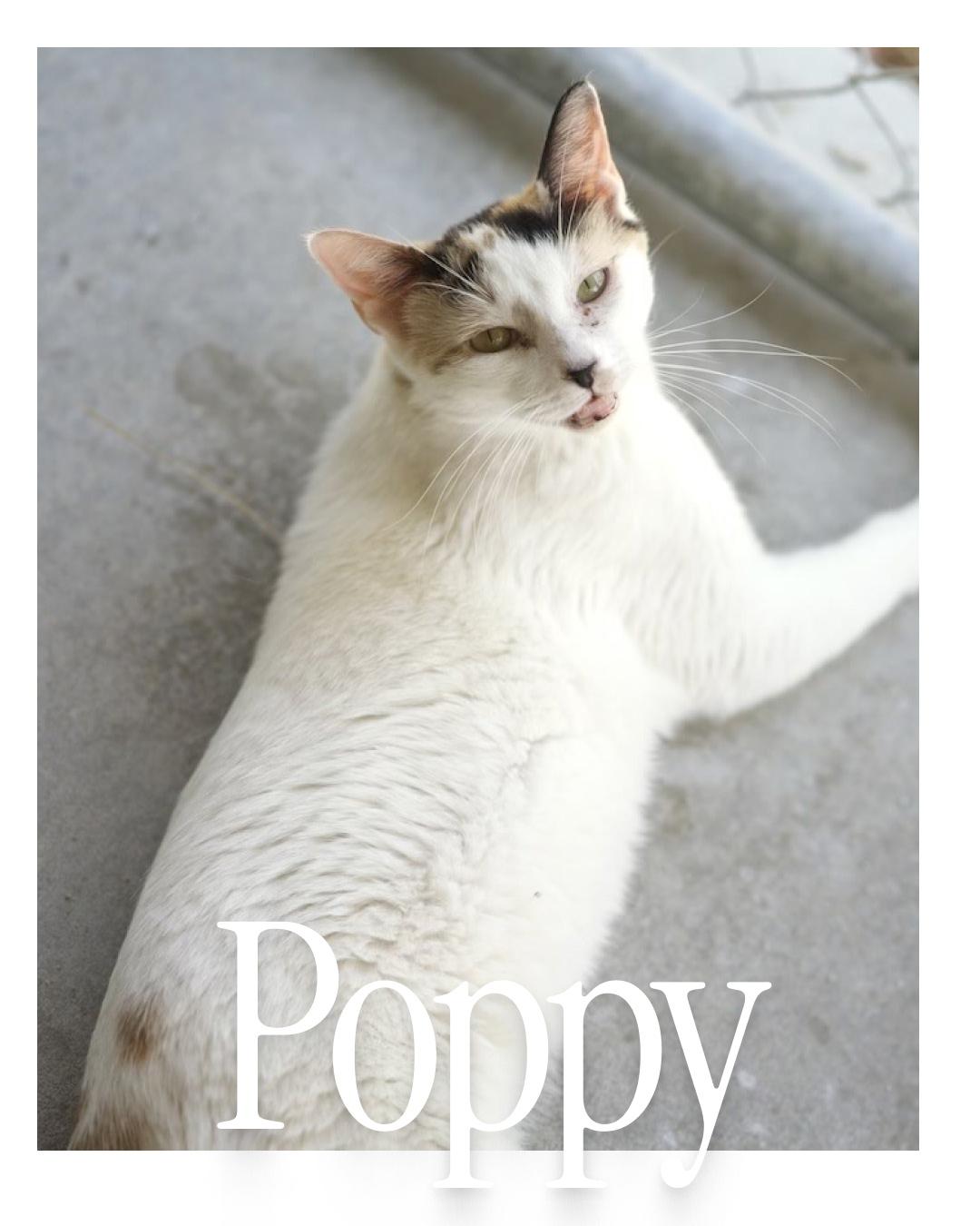 Poppy ( Multi Colored Eyes)