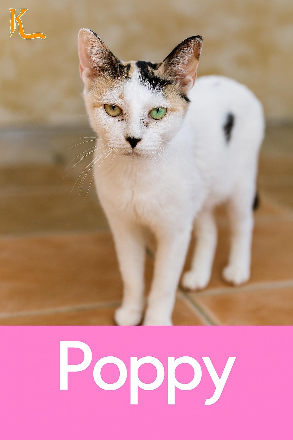 Poppy ( Multi Colored Eyes)