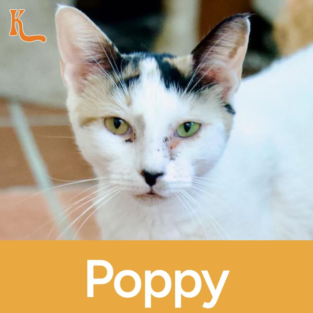 Poppy ( Multi Colored Eyes)