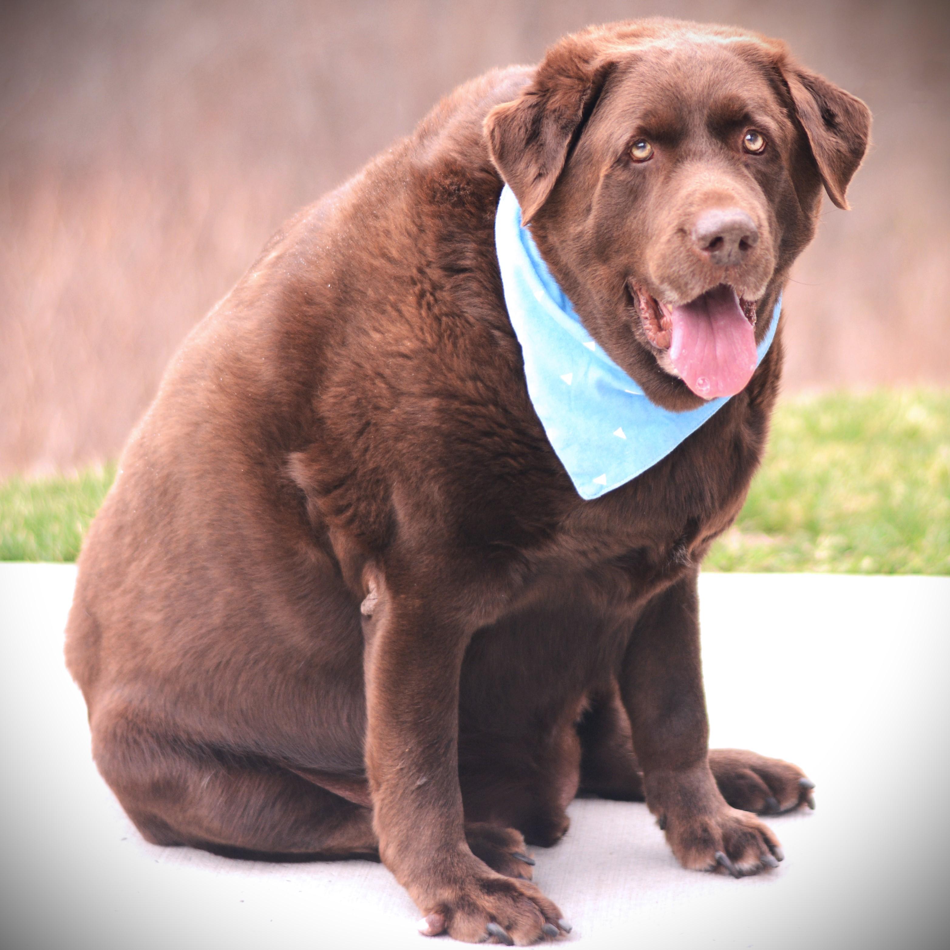 Tucker, an adoptable Chocolate Labrador Retriever in Amsterdam, NY image 2/2