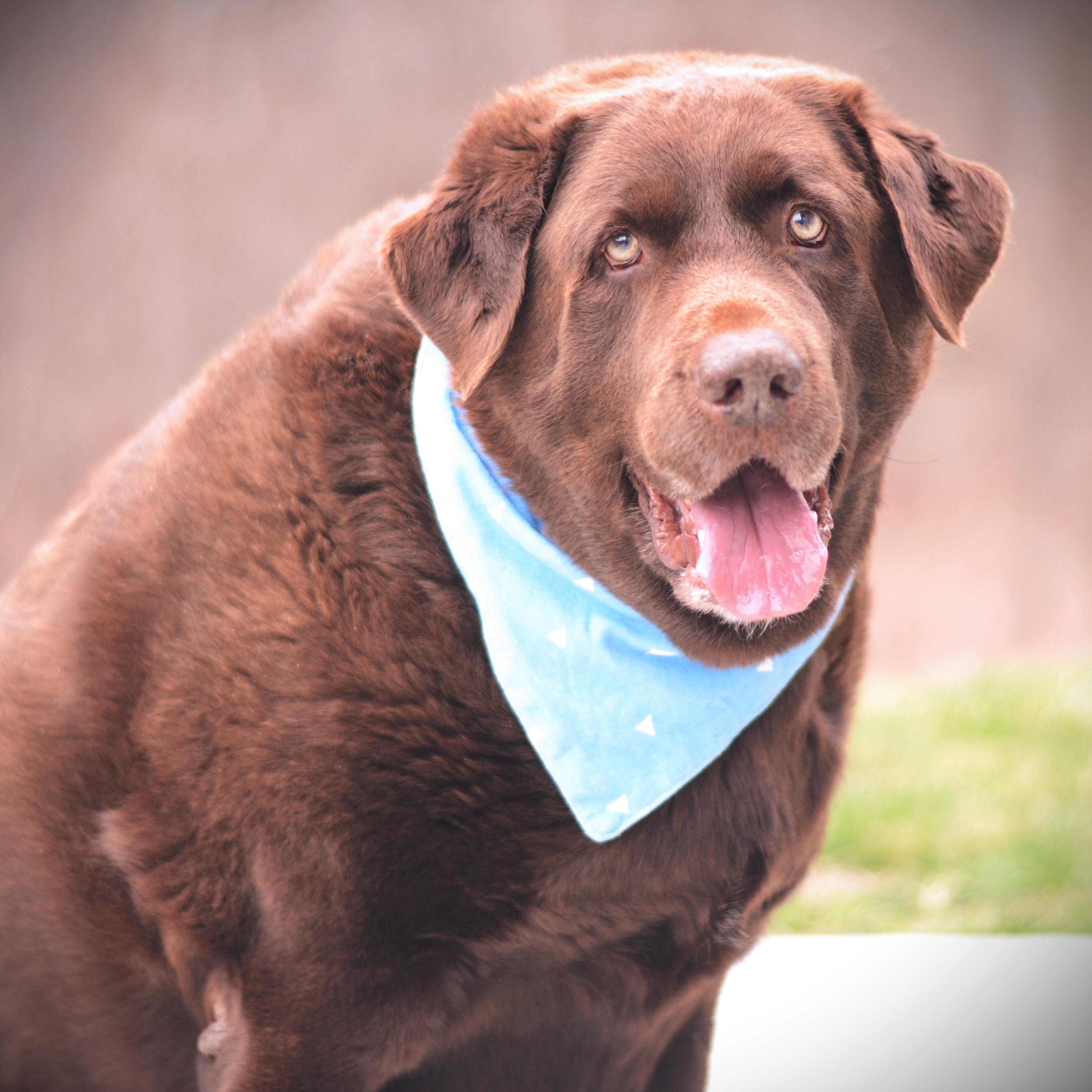 Tucker, adoptable, Senior Male Chocolate Labrador Retriever.