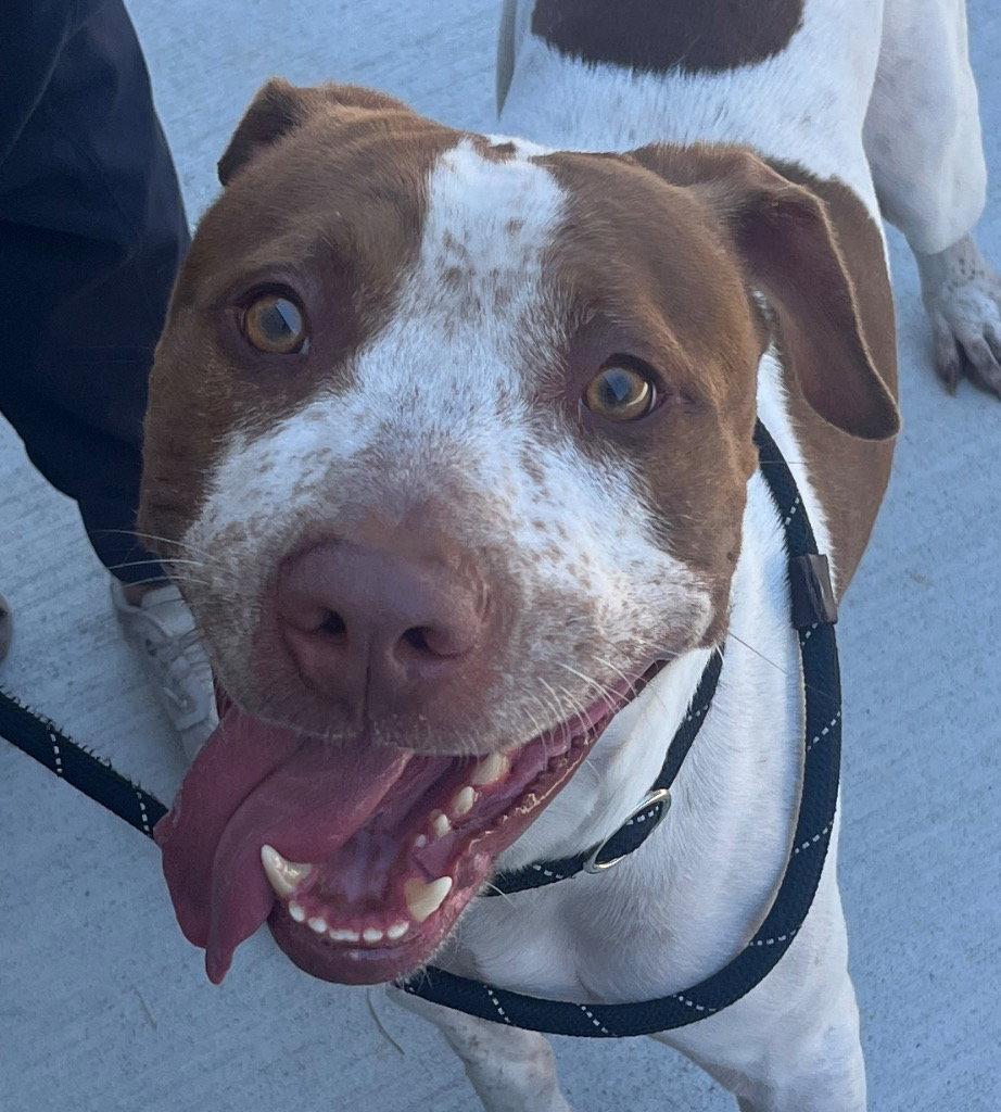 26-204 Elroy, Adoptable, Adult Male Hound.