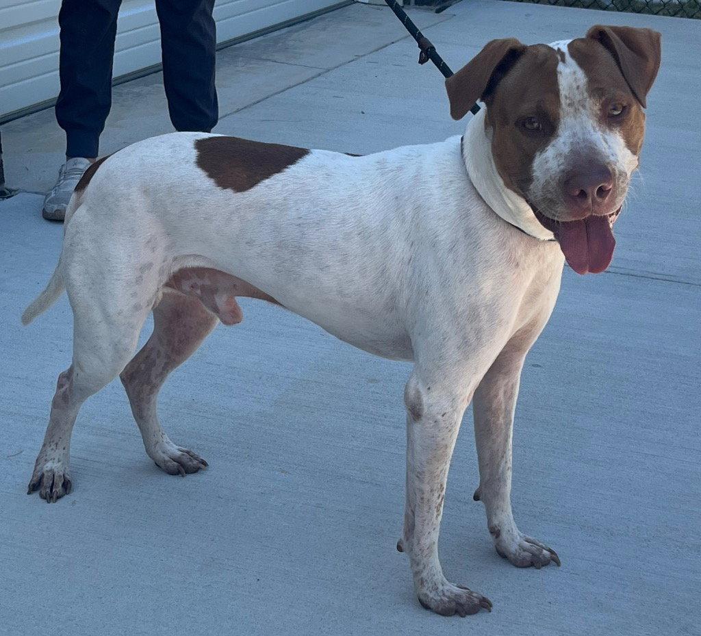 26-204 Elroy, a Adoptable Hound in Tarboro, NC image 2/2