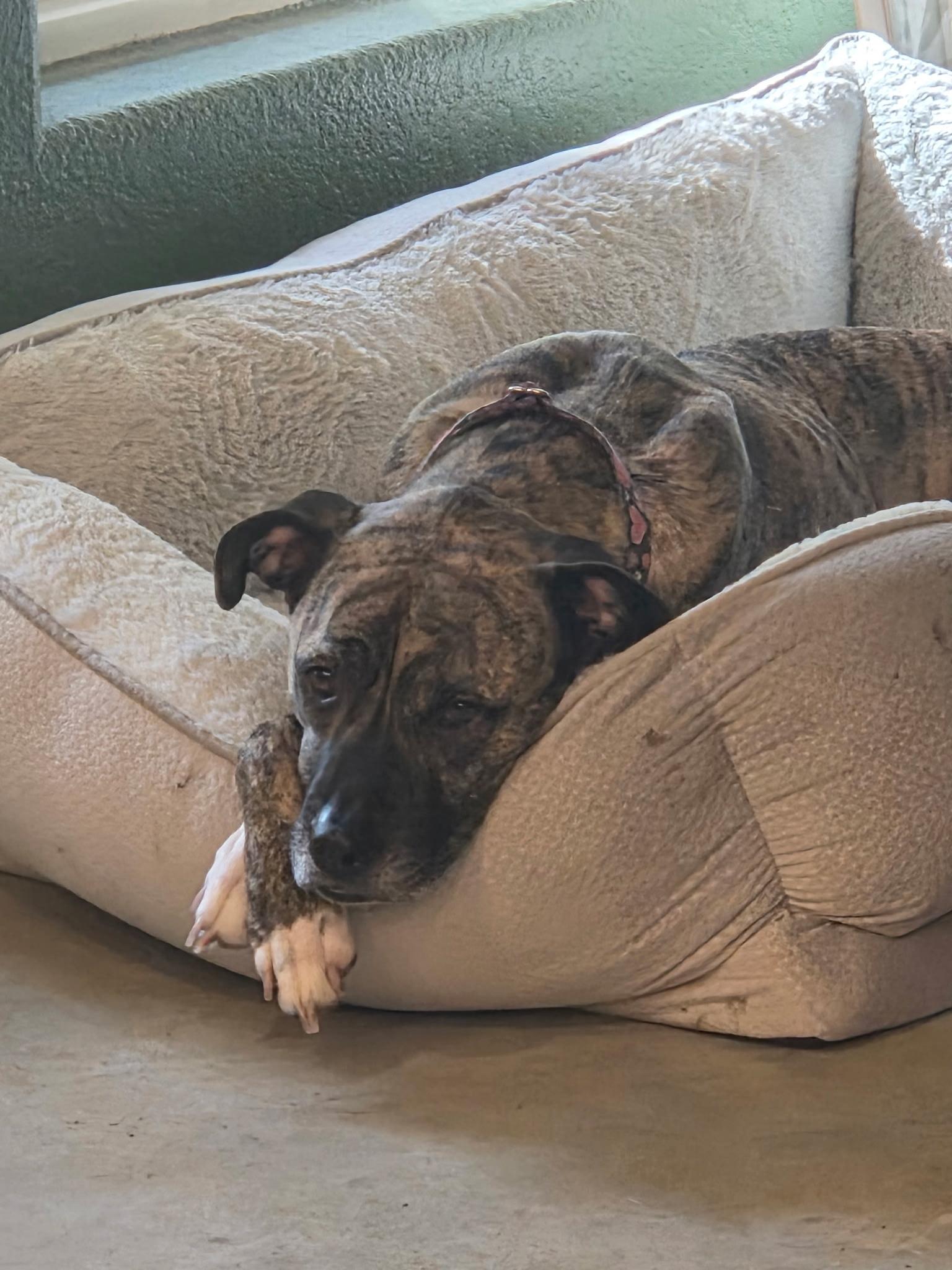Enlarge Venus, a Adoptable mixed breed in Burlington , VT image 2/4