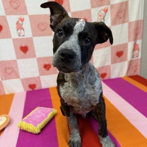 Clark, Adoptable, Puppy Male Pit Bull Terrier.