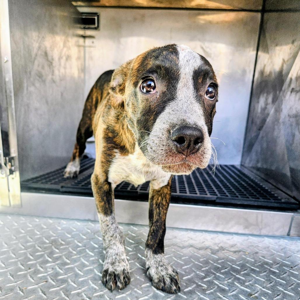 Enlarge Clark, a Adoptable mixed breed in Bryan, TX image 2/2