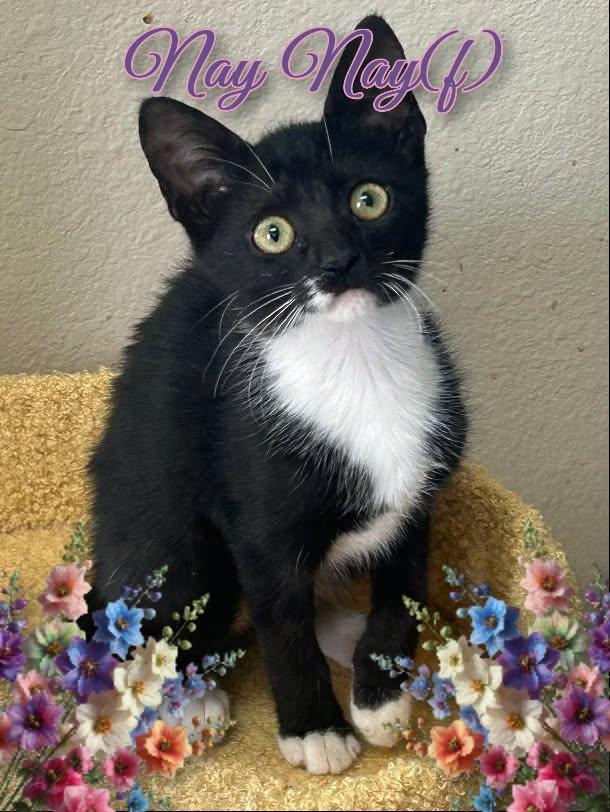Nayy Nay, ADOPTABLE, Kitten Female Domestic Short Hair.