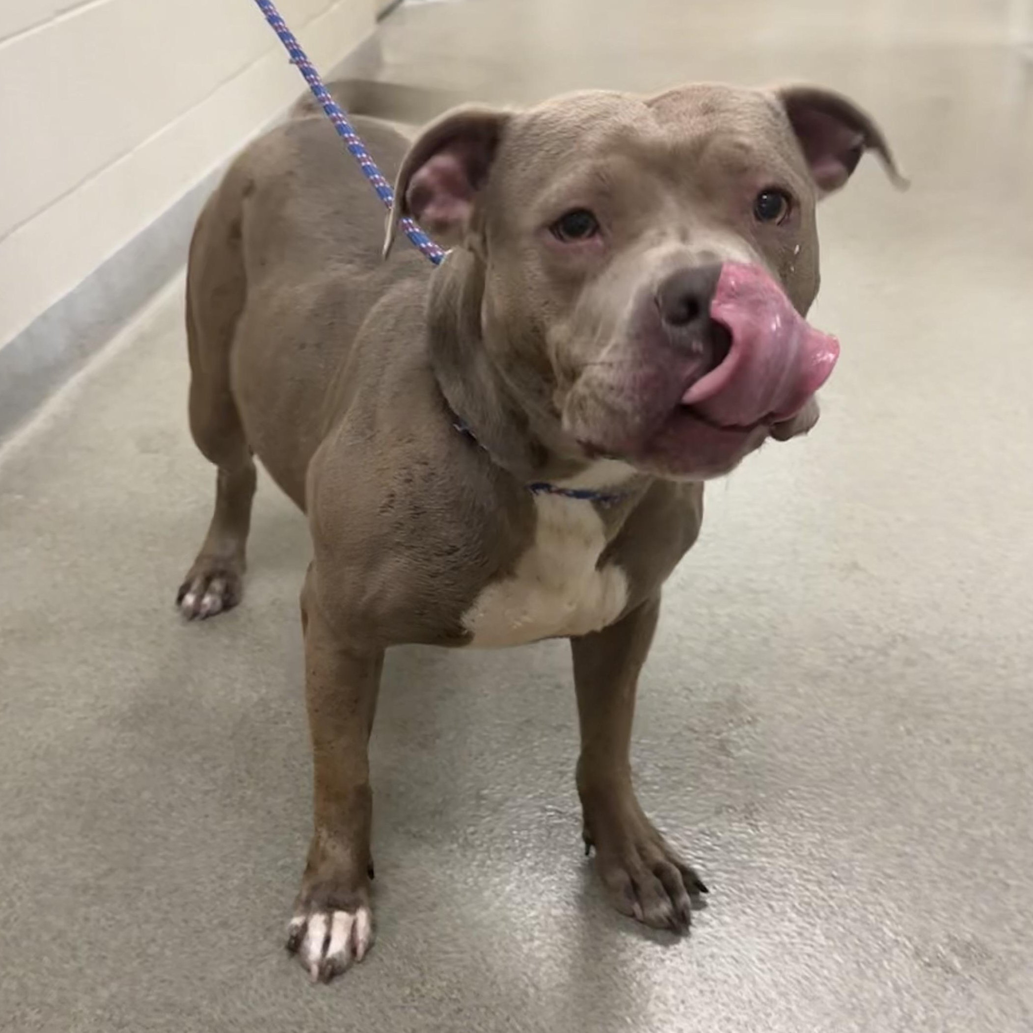 Enlarge Rebel, a ADOPTABLE Pit Bull Terrier in Kearney, NE image 2/2