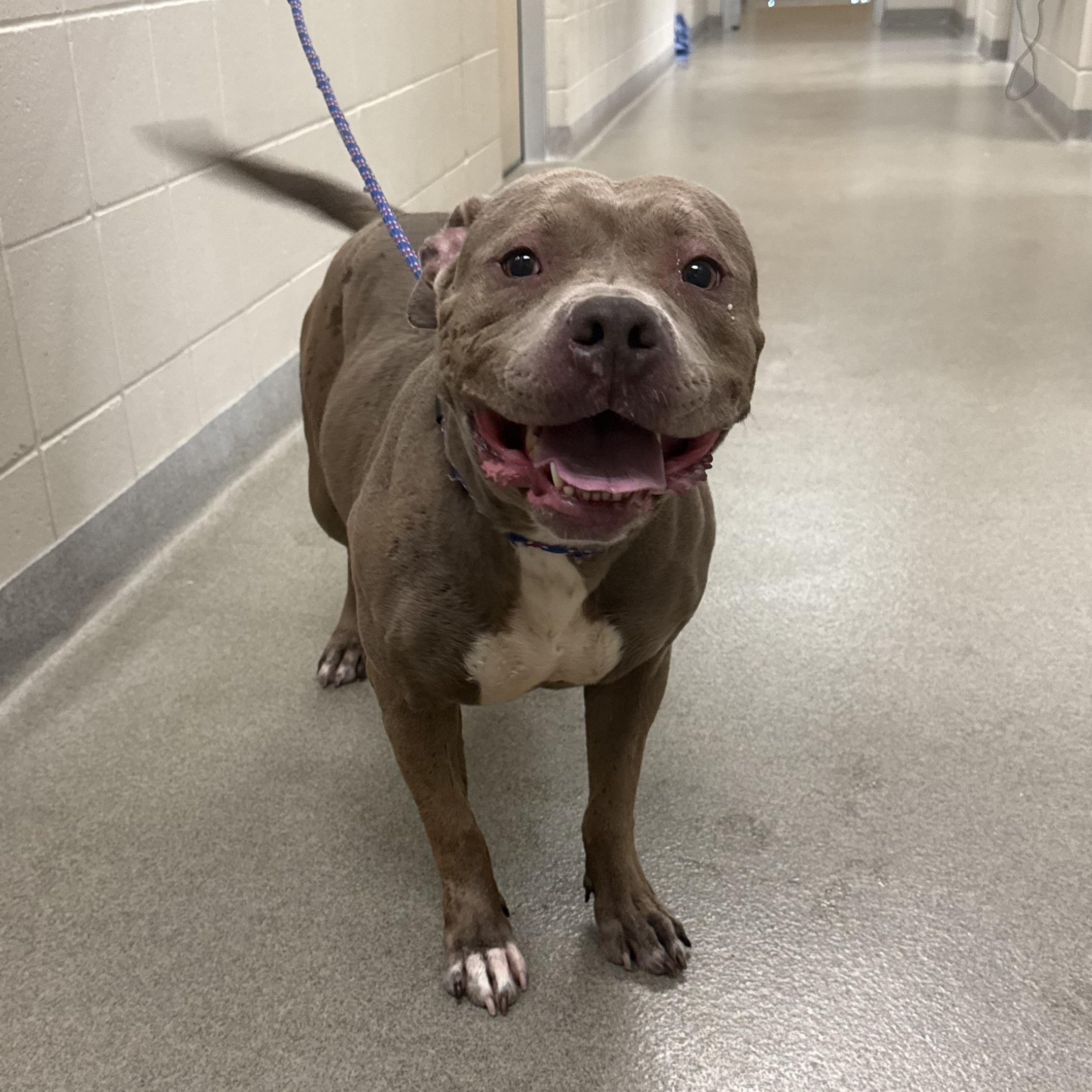 Enlarge Rebel, a ADOPTABLE Pit Bull Terrier in Kearney, NE image 1/2