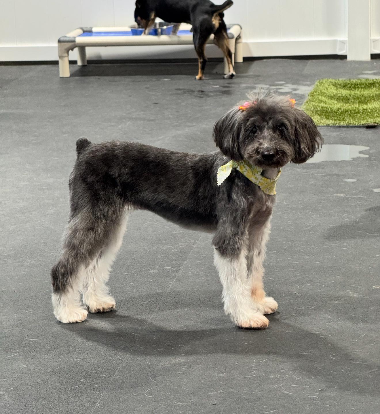Mika, an adoptable Schnoodle in Riverside, CA, 92508 | Photo Image 2