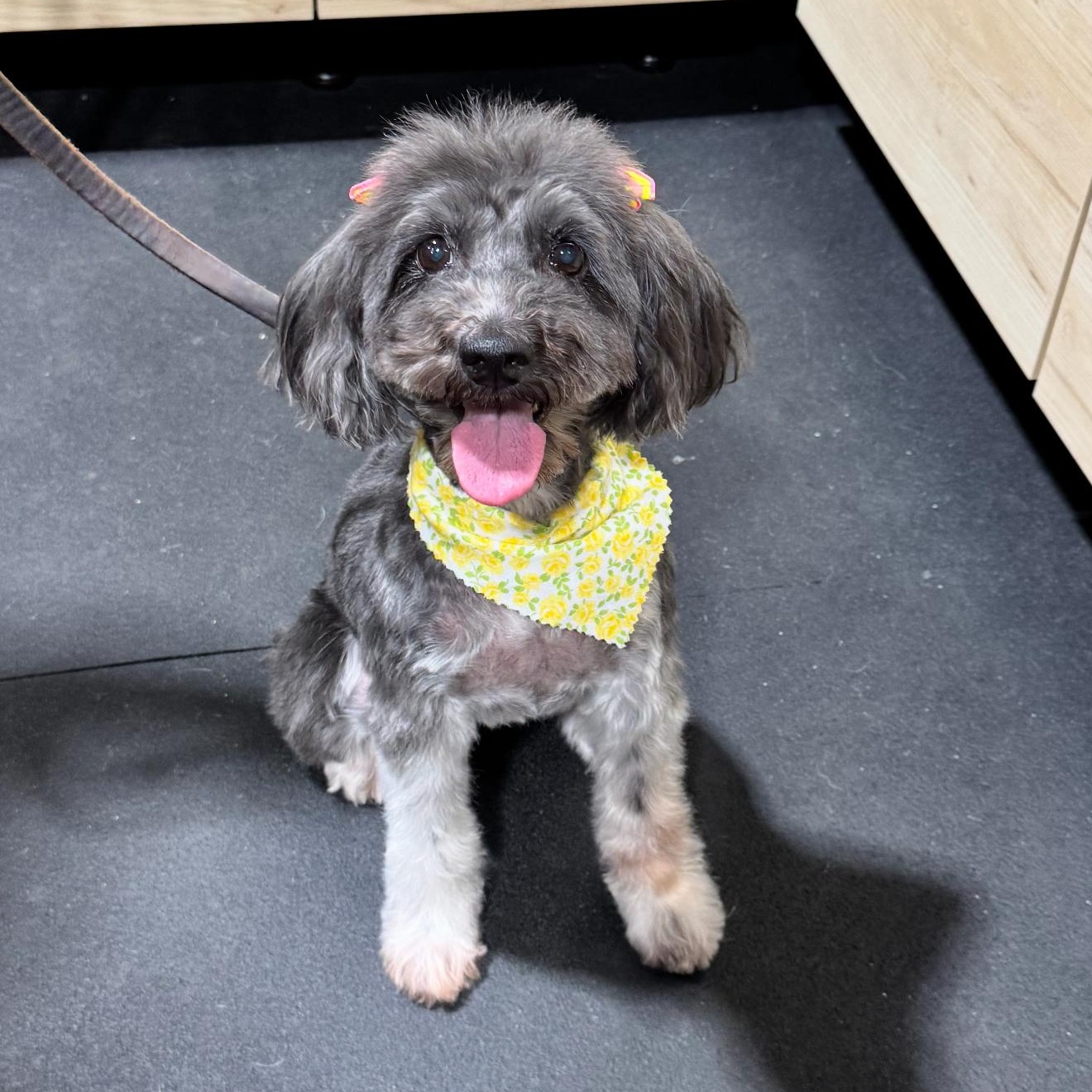 Mika, an adoptable Schnoodle in Riverside, CA, 92508 | Photo Image 1