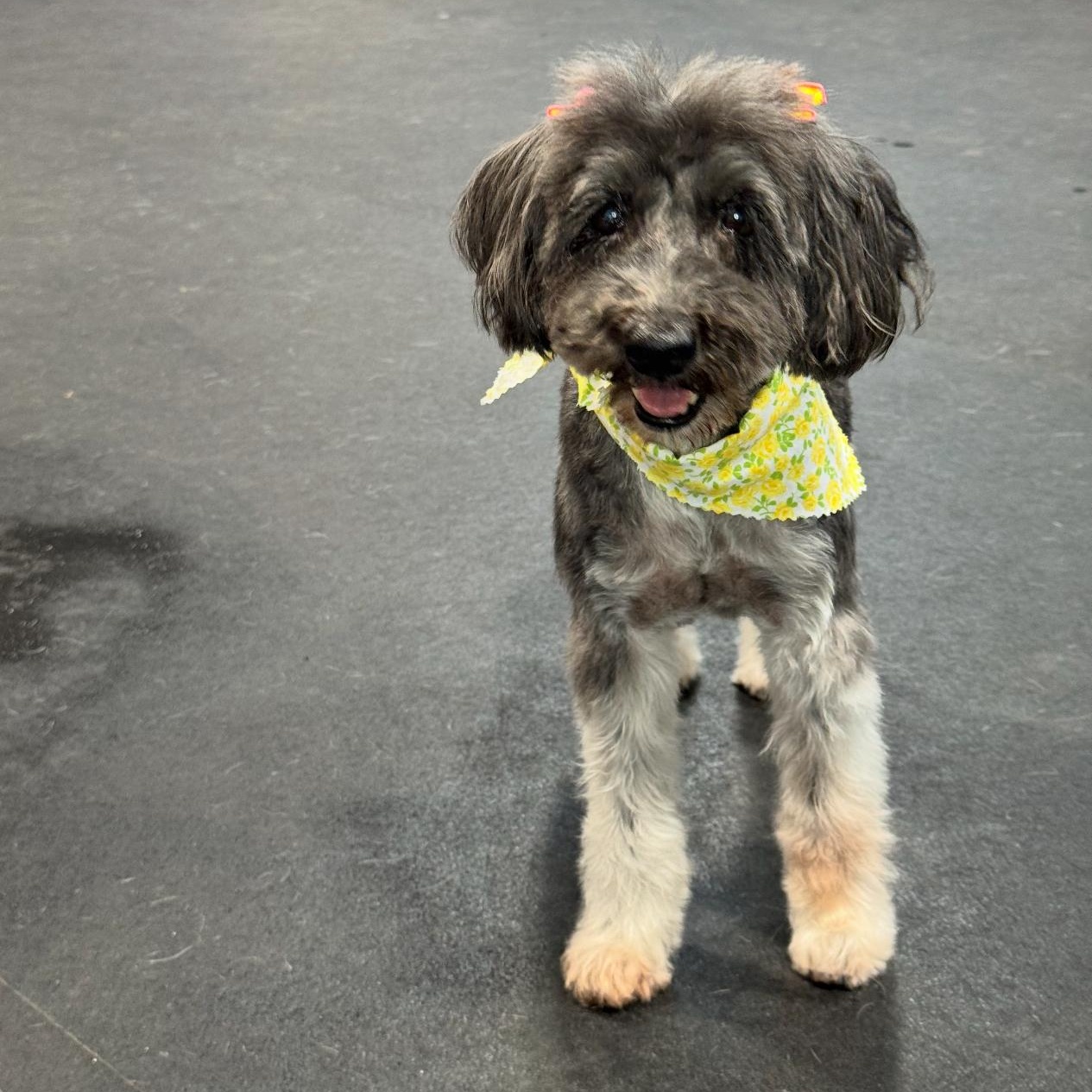Mika, an adoptable Schnoodle in Riverside, CA, 92508 | Photo Image 3