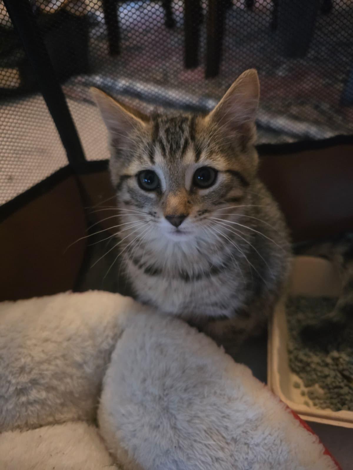 Cheese, a ADOPTABLE Domestic Short Hair in Odenton, MD image 2/2