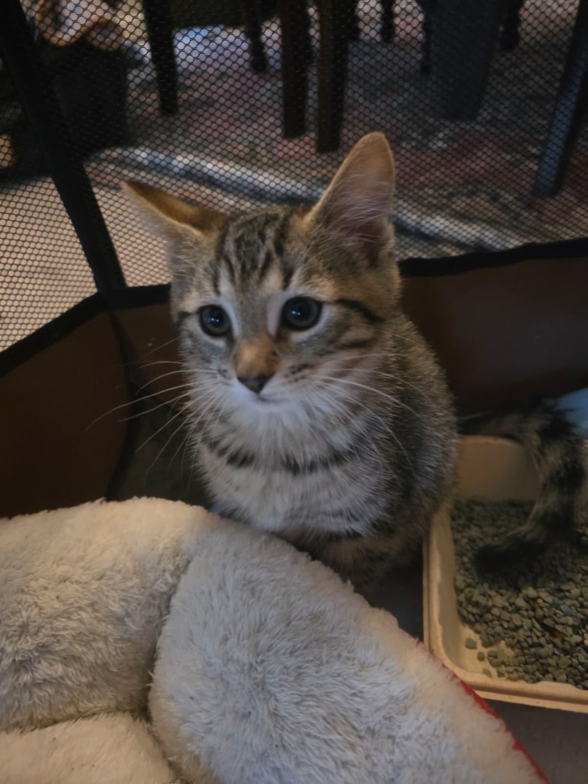 Cheese, a ADOPTABLE Domestic Short Hair in Odenton, MD image 1/2