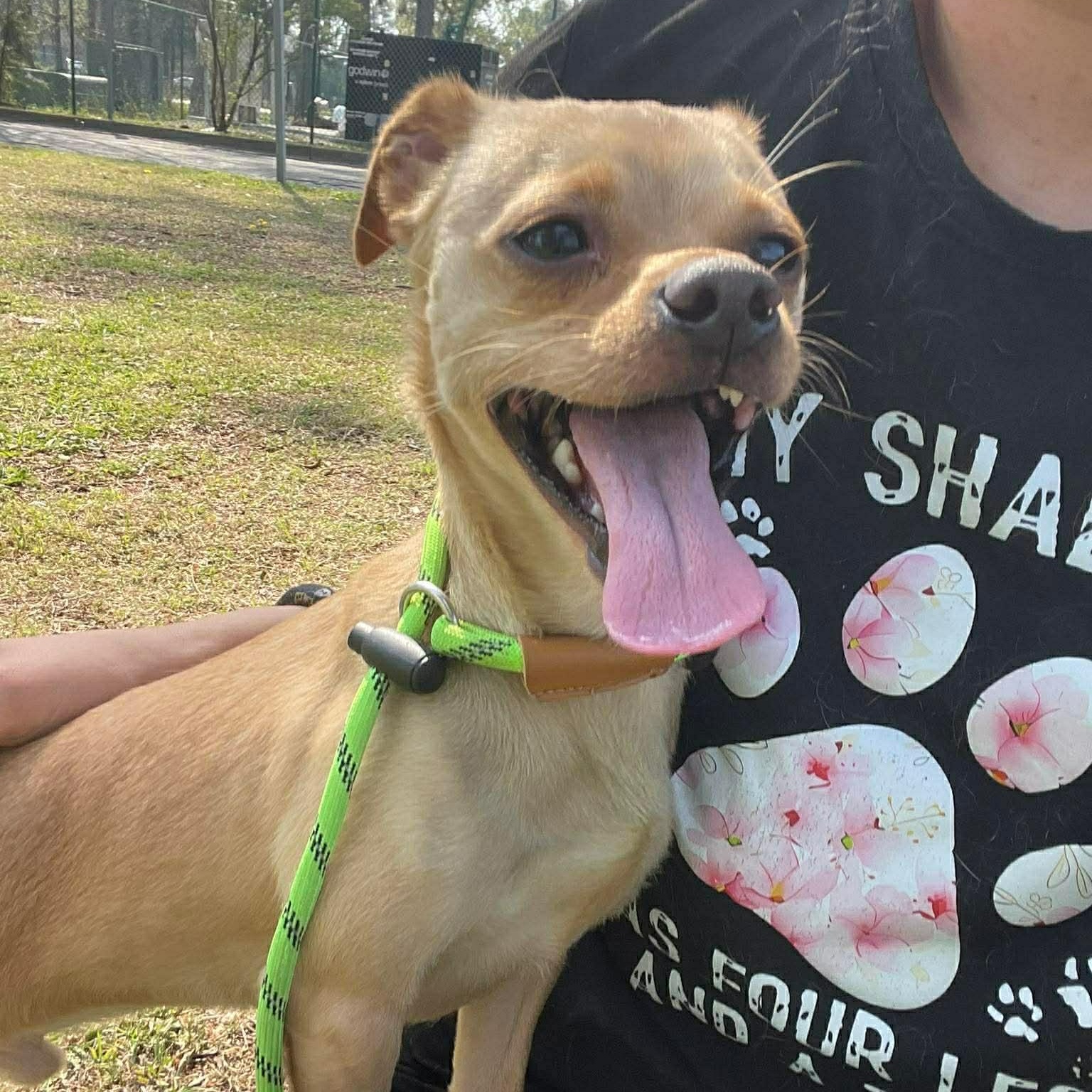 Enlarge Rolex, a Adoptable Mixed Breed in Myrtle Beach, SC image 4/4