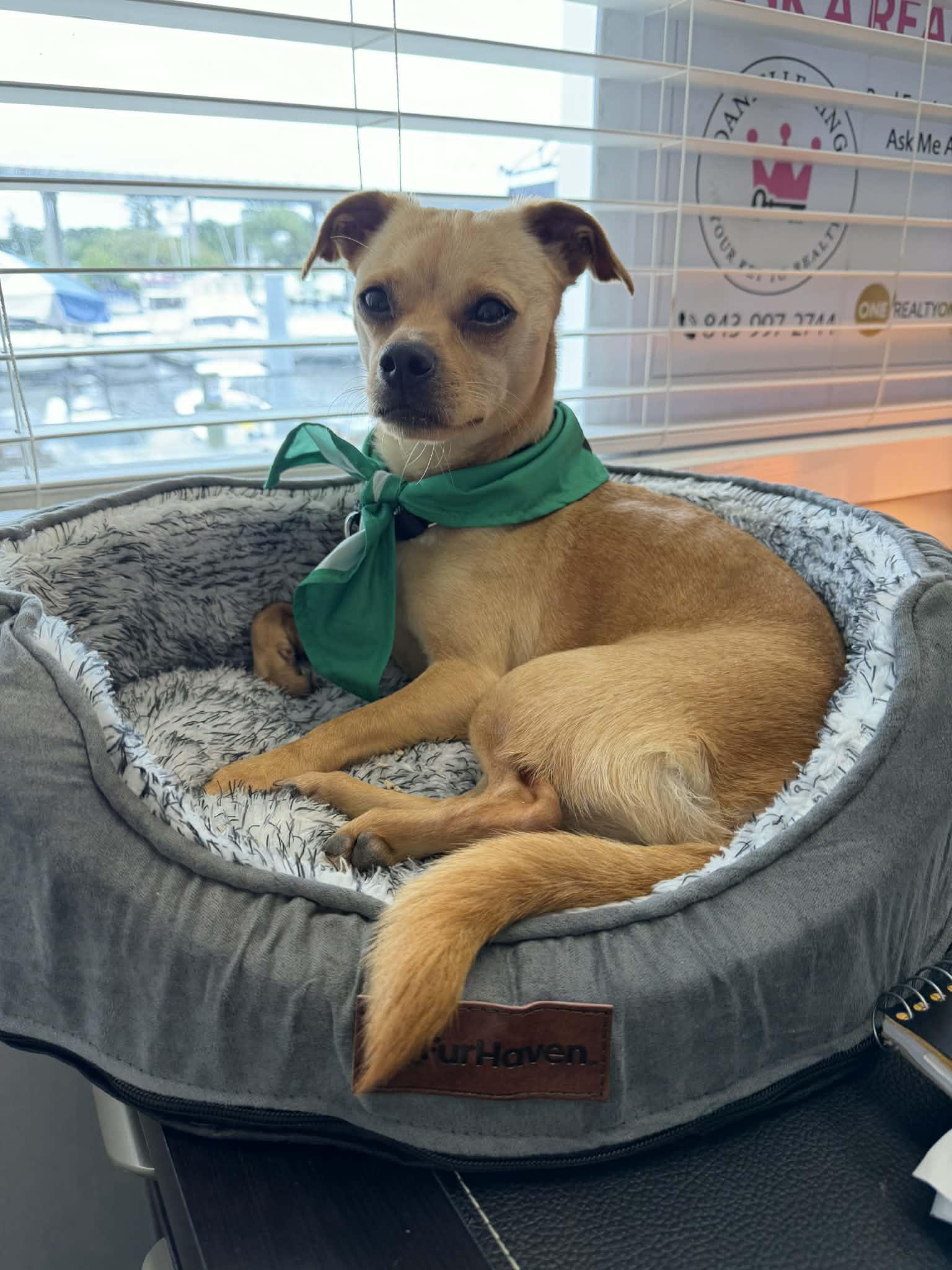 Enlarge Rolex, a Adoptable Mixed Breed in Myrtle Beach, SC image 1/4