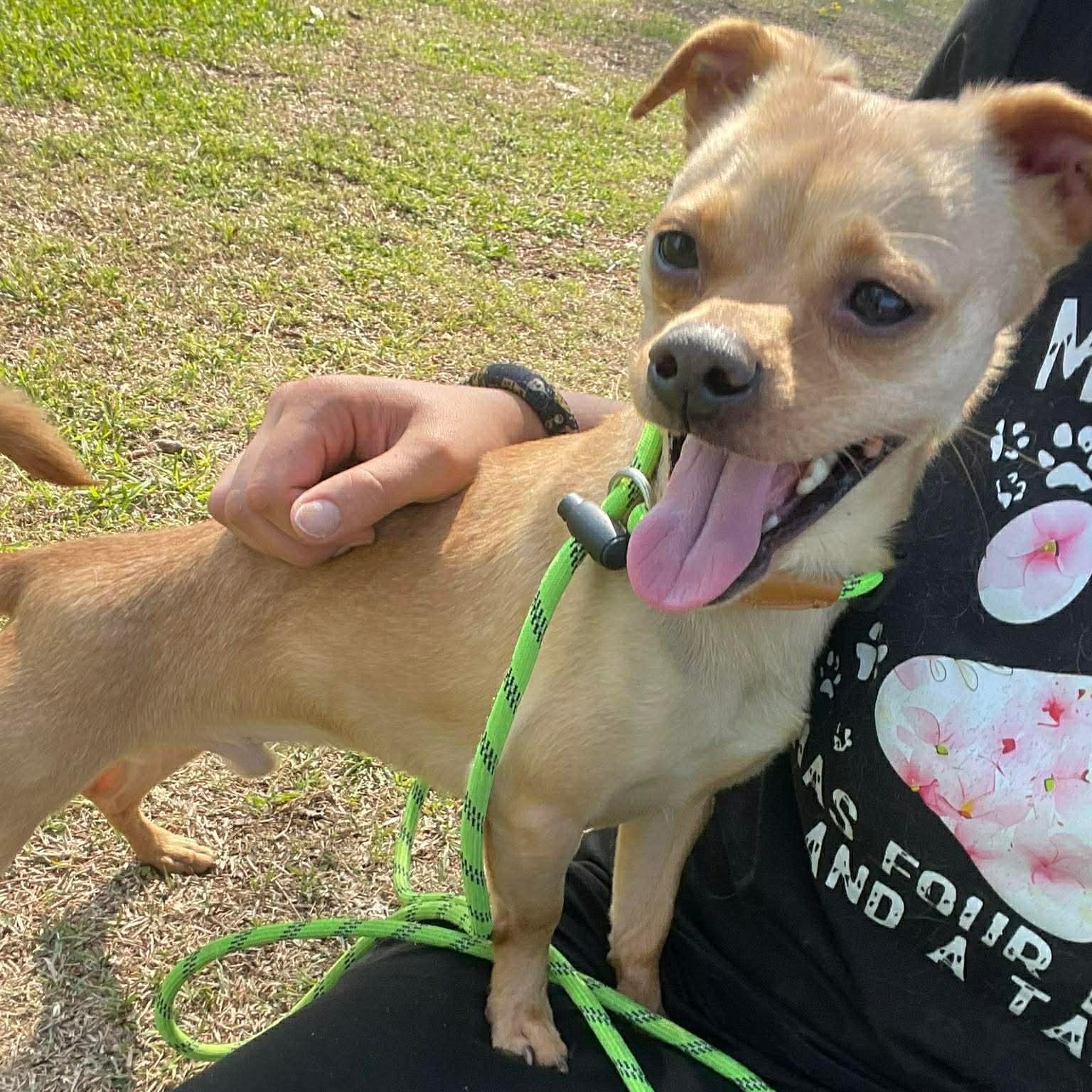 Enlarge Rolex, a Adoptable Mixed Breed in Myrtle Beach, SC image 2/4