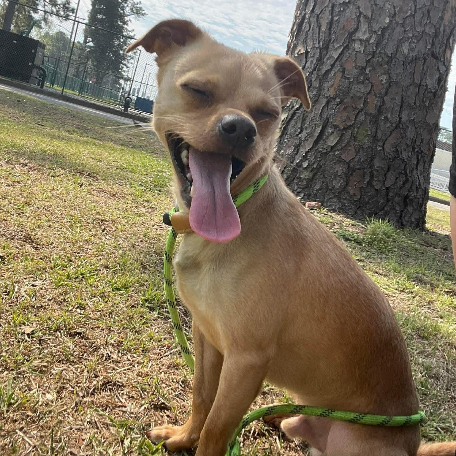 Enlarge Rolex, a Adoptable Mixed Breed in Myrtle Beach, SC image 3/4