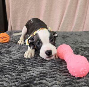 Enlarge Lainey, a ADOPTABLE mixed breed in Bucyrus, OH image 2/4