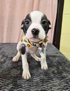 Enlarge Lainey, a ADOPTABLE mixed breed in Bucyrus, OH image 3/4