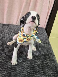 Enlarge Lainey, a ADOPTABLE mixed breed in Bucyrus, OH image 4/4