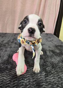 Lainey, ADOPTABLE, Young Female Boxer & Beagle.