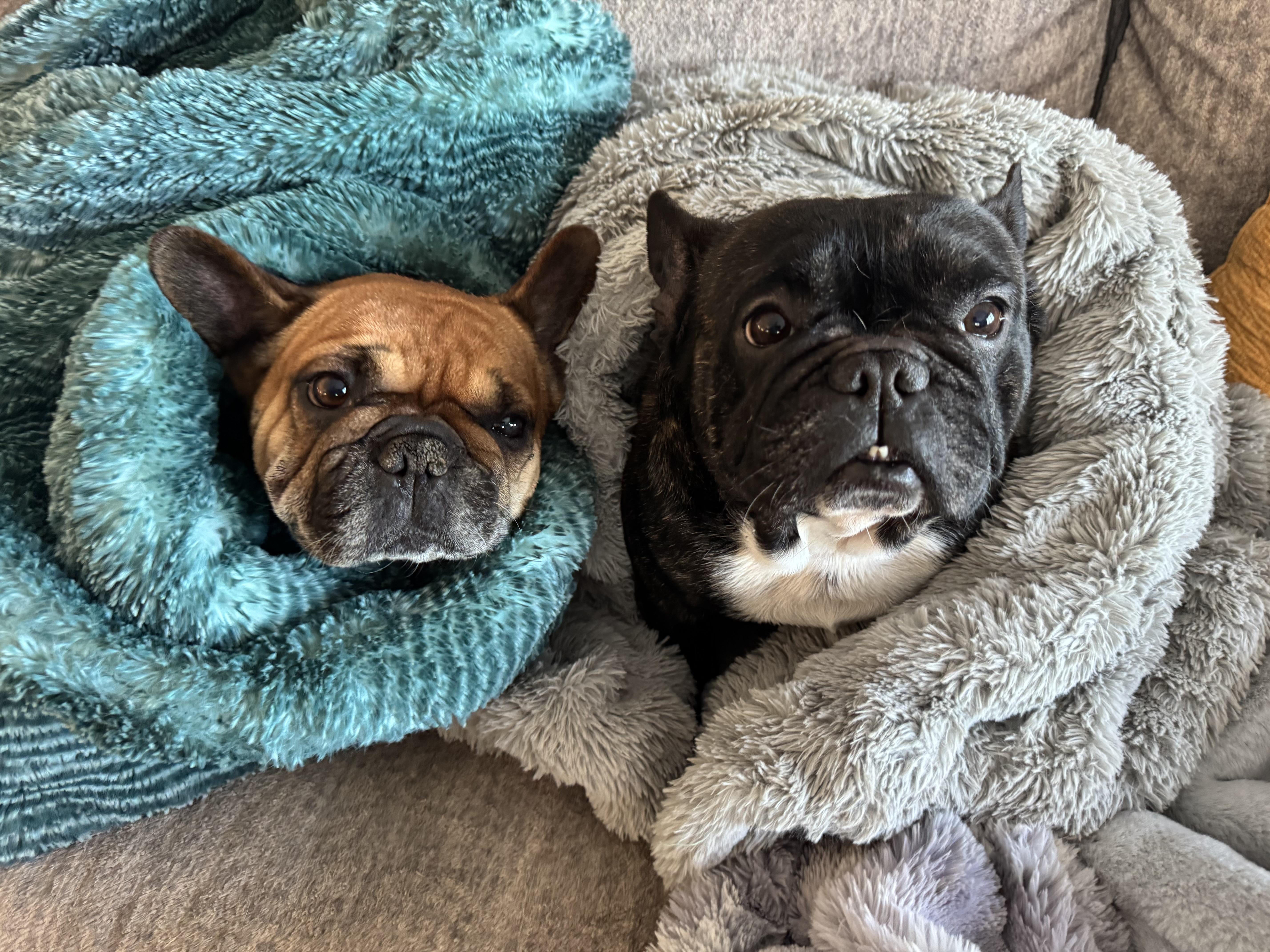 Enlarge Emmy, a Adoptable French Bulldog in North Freedom, WI image 2/3
