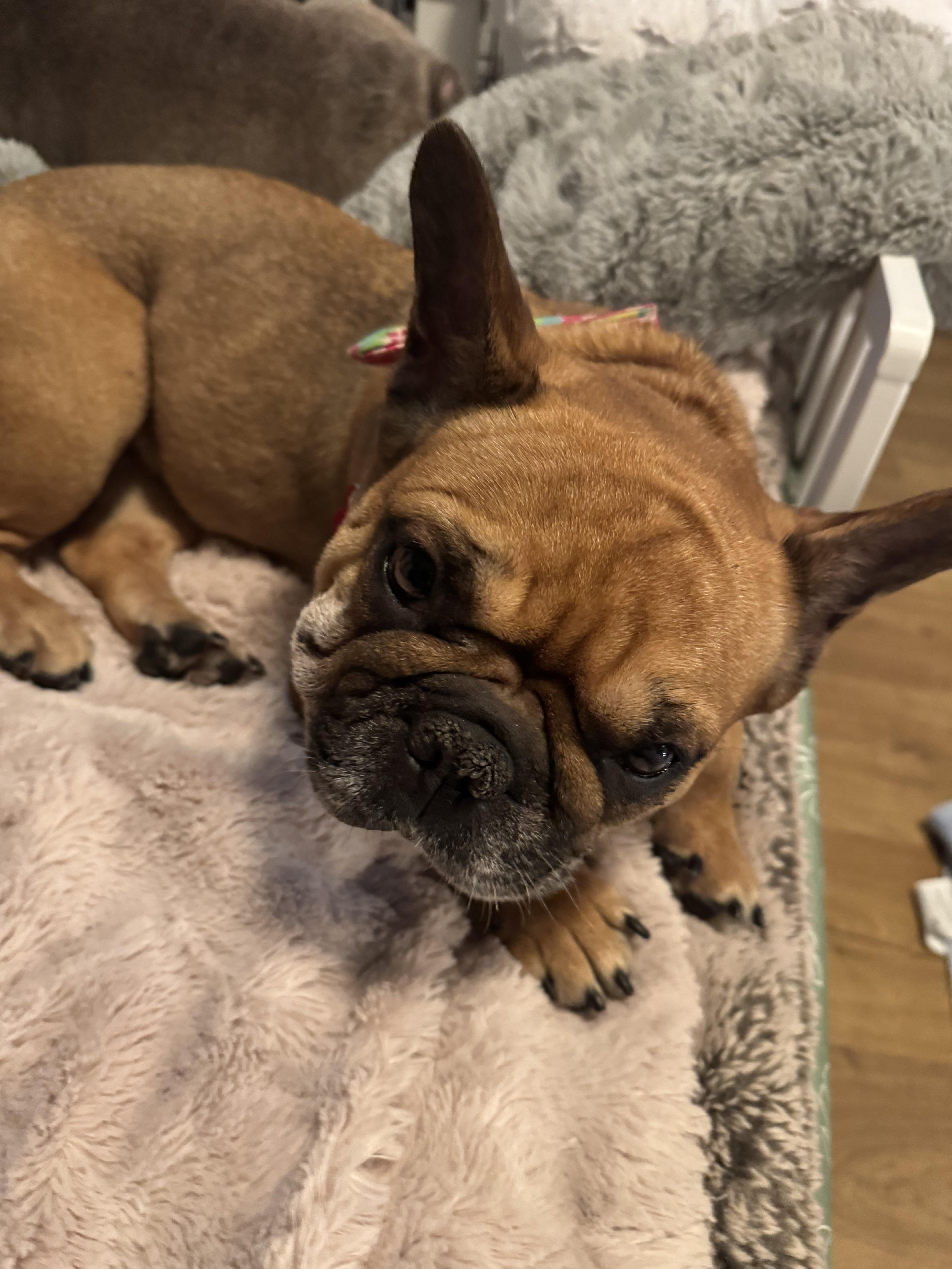 Enlarge Emmy, a Adoptable French Bulldog in North Freedom, WI image 3/3
